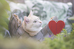 European Shorthair