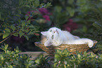 European Shorthair