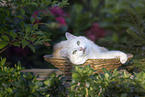 European Shorthair