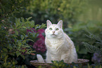 European Shorthair