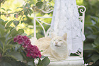 European Shorthair