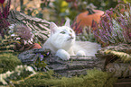 domestic cat
