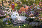 domestic cat