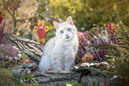 domestic cat