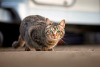 european shorthair cat