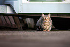 european shorthair cat
