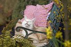 European Shorthair