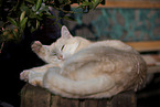 European Shorthair