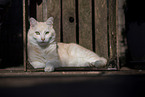 European Shorthair