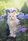 European Shorthair