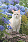 European Shorthair
