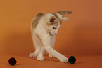 European Shorthair kitten
