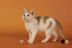 European Shorthair kitten