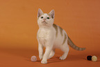European Shorthair kitten