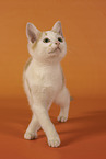 European Shorthair kitten