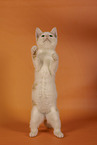 European Shorthair kitten