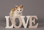 European Shorthair kitten