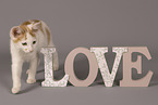European Shorthair kitten