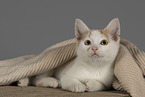 European Shorthair kitten