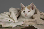 European Shorthair kitten