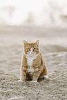european shorthair cat