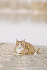 european shorthair cat