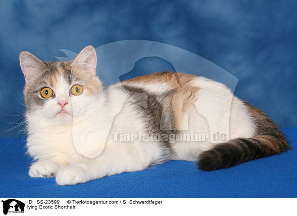 lying Exotic Shorthair / SS-23599