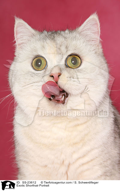 Exotic Shorthair Portrait / SS-23612
