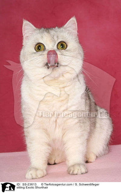 sitzende Exotic Shorthair / sitting Exotic Shorthair / SS-23613