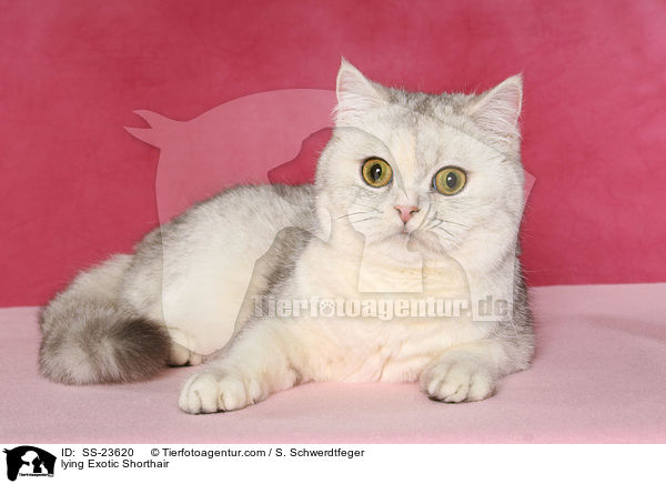 lying Exotic Shorthair / SS-23620