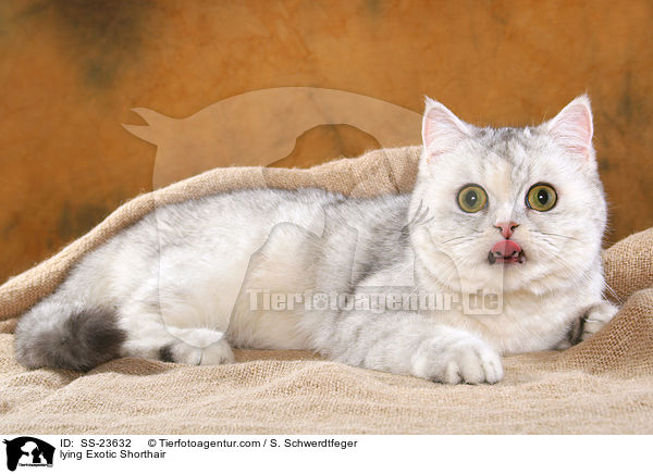 liegende Exotic Shorthair / lying Exotic Shorthair / SS-23632