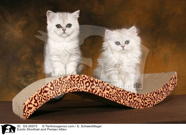 Exotic Shorthair und Perser Ktzchen / Exotic Shorthair and Persian kitten / SS-26975