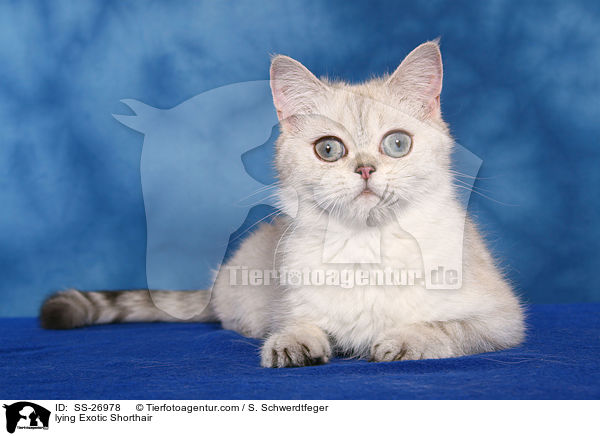 liegende Exotic Shorthair / lying Exotic Shorthair / SS-26978