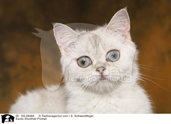 Exotic Shorthair Portrait / SS-26984