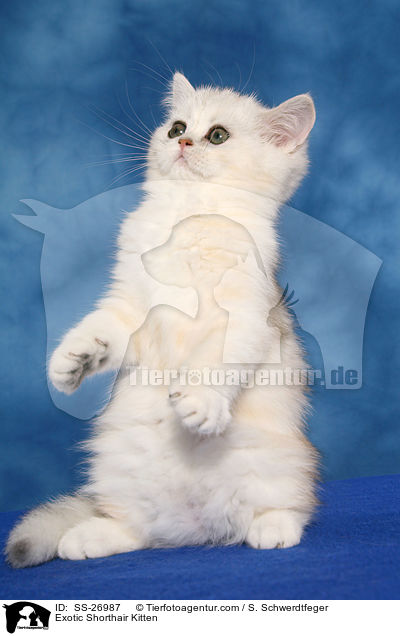 Exotic Shorthair Ktzchen / Exotic Shorthair Kitten / SS-26987