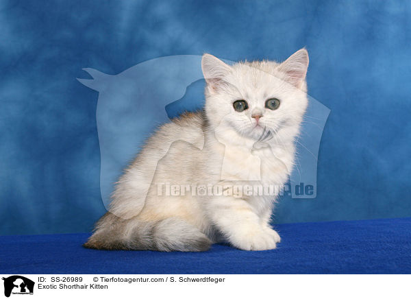 Exotic Shorthair Ktzchen / Exotic Shorthair Kitten / SS-26989