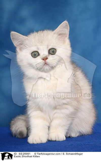Exotic Shorthair Ktzchen / Exotic Shorthair Kitten / SS-26991