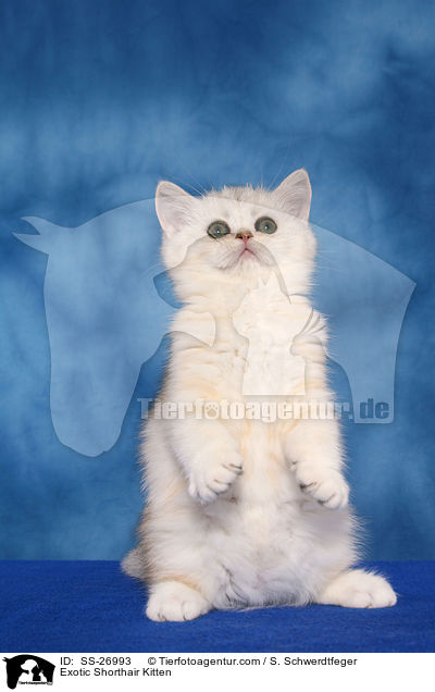 Exotic Shorthair Ktzchen / Exotic Shorthair Kitten / SS-26993