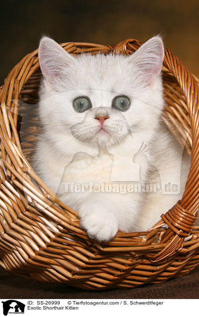 Exotic Shorthair Ktzchen / Exotic Shorthair Kitten / SS-26999