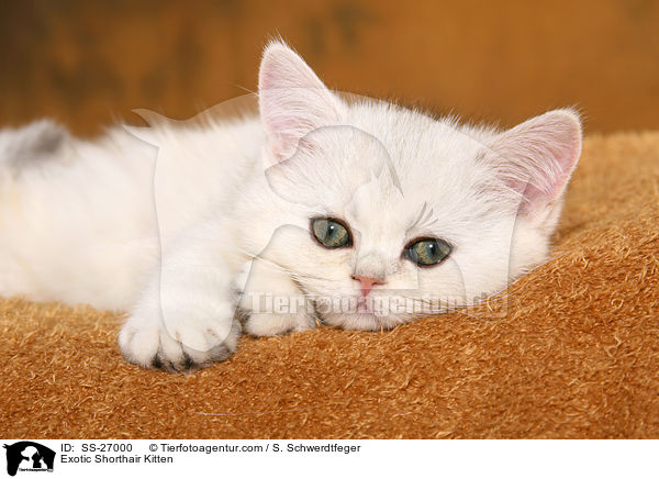 Exotic Shorthair Ktzchen / Exotic Shorthair Kitten / SS-27000