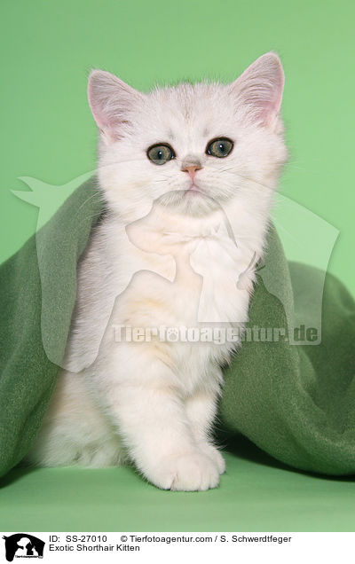 Exotic Shorthair Ktzchen / Exotic Shorthair Kitten / SS-27010