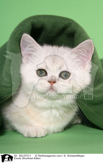 Exotic Shorthair Kitten / SS-27011