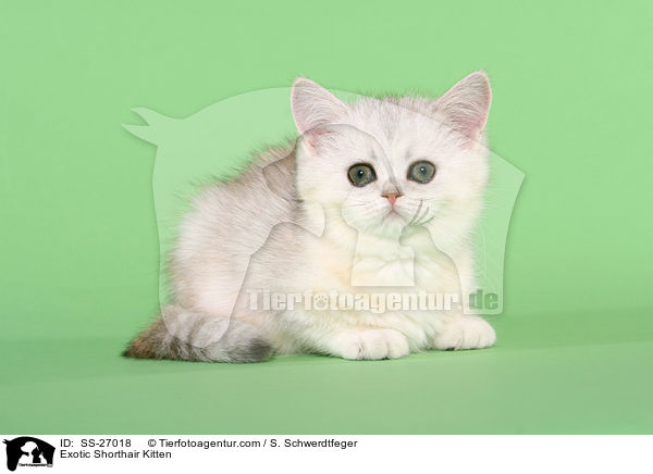 Exotic Shorthair Ktzchen / Exotic Shorthair Kitten / SS-27018