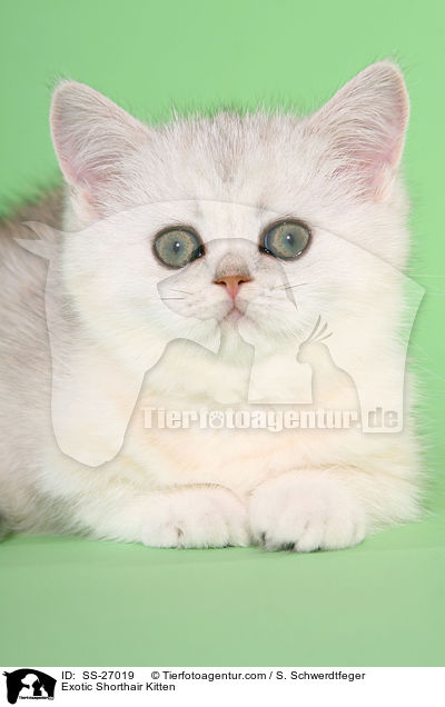 Exotic Shorthair Ktzchen / Exotic Shorthair Kitten / SS-27019