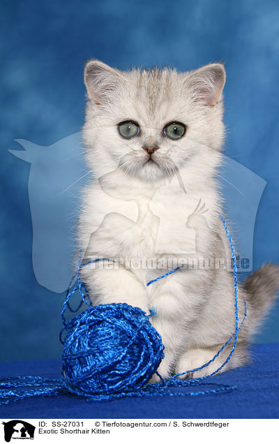 Exotic Shorthair Ktzchen / Exotic Shorthair Kitten / SS-27031