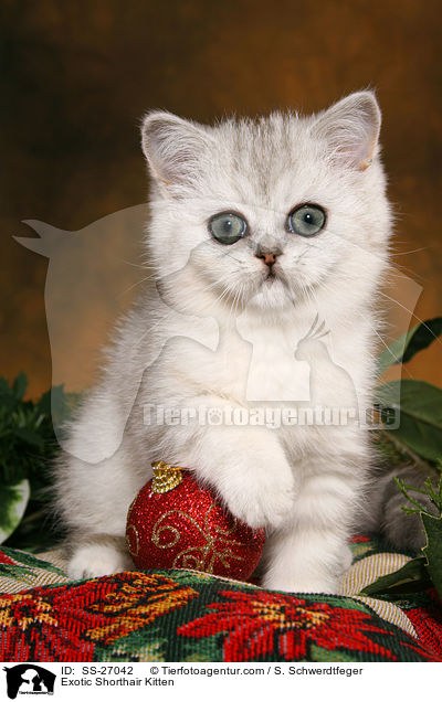 Exotic Shorthair Ktzchen / Exotic Shorthair Kitten / SS-27042