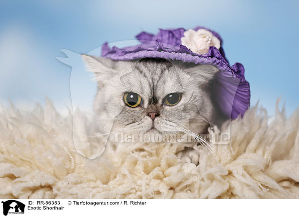 Exotic Shorthair / RR-56353