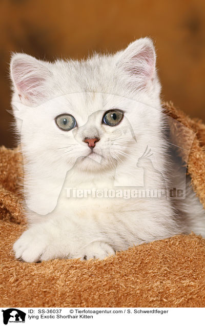 lying Exotic Shorthair Kitten / SS-36037