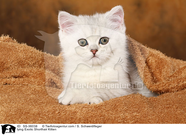 lying Exotic Shorthair Kitten / SS-36038