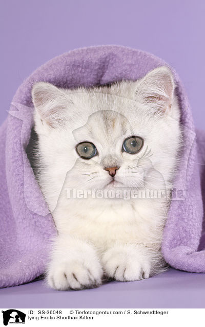 lying Exotic Shorthair Kitten / SS-36048